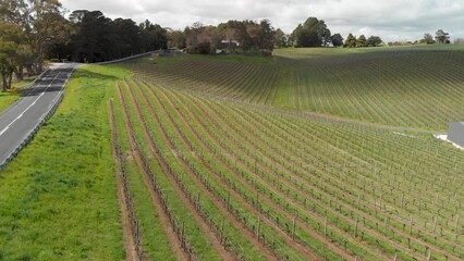 Sticker - Beautiful vineyards at sunset with solar panels plant in Adelaide, Australia