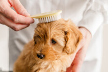 Hands Of A Man Combing A Maltipoo Puppy With A Soft Brush.