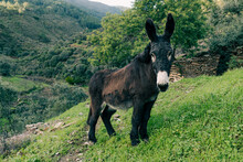 Little Donkey With Long Hair And White Snout On Mountain Looking At Camera