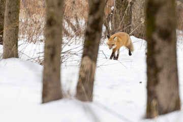 Poster - Red fox running in winter