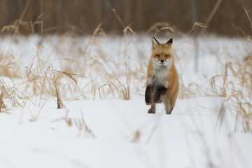 Poster - Red fox running in winter