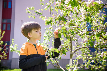 Wall Mural - The boy at the apple blossom in the spring garden