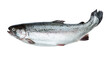 Fresh salmon isolated on transparent background. PNG format	
