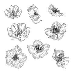Wall Mural - set of spring flowers line art hand-drawn nature painting on white background. vector illustration.