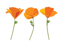 California State Flower Poppy Vector, Poppy Vector, Poppies Flower, Poppy Flower Vector, Orange Flower, Golden State Flower, Vector Illustration Background