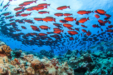 coral reef and fishes, priacanthidae, French Polynesia