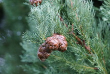 Thuja Twigs With Some Cones Close Up. A Cutout Of A Tree That Is Defocused On The Background. There Is A Lot Of Copy Space Available. 