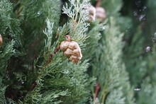 Thuja Tree And Twigs With Some Cones Close Up. A Cutout Of A Tree That Is Defocused On The Background. There Is A Lot Of Copy Space Available. 