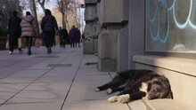 A Stray Abandoned Dog On The Busy City Street. People Walking Past The Hungry Abandoned Dog. Homeless Dog Sleeps On The Street. Homeless Dogs Are Social Problems Everywhere Worldwide.