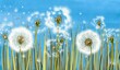 3d mural interior wallpaper.Many dandelions with green grass on light blue watercolor background with fly flower.Wall art for living room decor.Floral trendy background in vintage style for fabric
