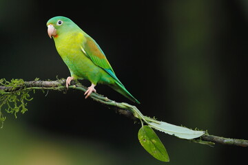 Wall Mural - Cobalt-winged parakeet (Brotogeris cyanoptera)