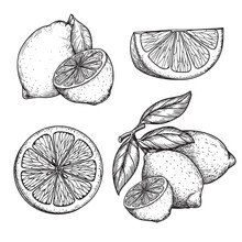 Hand Drawn Sketch Style Lemons Set. Whole And Sliced Citrus Fruit. Best For Package And Menu Designs. Vector Illustrations.