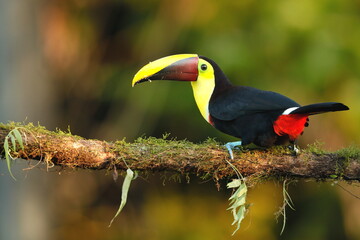 Wall Mural - Keel-billed toucan, Ramphastos sulfuratus, Costa Rica