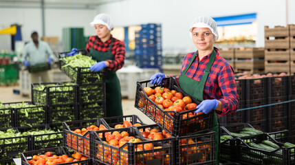 Wall Mural - Positive young woman in apron stacking crates full of fresh tomatoes while working in vegetable warehouse with co-workers.