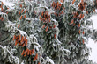 Zimowy widok śnieżny  i Drzewo iglaste z pięknymi szyszkami z ziarnem. Sosna