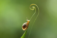 Small Snail On A Screw Leaf On A Green Background