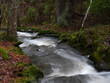 Rapids in the forest with the White-throated Dipper bird (Cinclus cinclus) in the middle