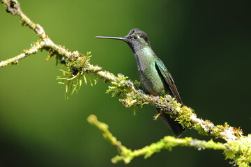 Wall Mural - Magnificent Hummingbir, Eugenes fulgens, Costa Rica