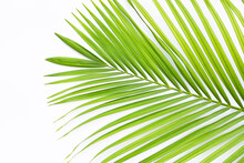 Green Leaves Of Palm Tree