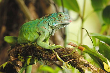 green iguana, iguana iguana, costa rica