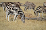 Fototapeta Sawanna - Zebra herde