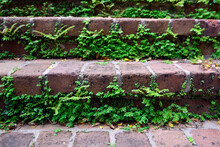 Close-up Of Small, Green Vine Plants Growing Through Old, Red Brick Steps