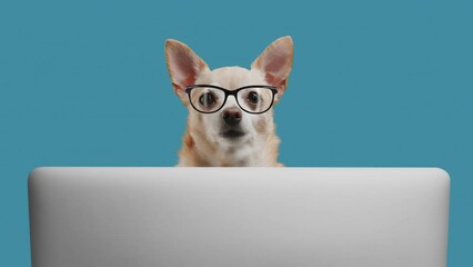 Wall Mural - portrait of smart puppy dog of the terrier breed office worker. dog is looking at laptop on a blue b