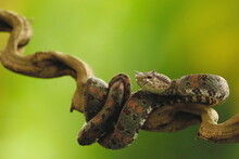 Eyelash Palm Pitviper, Bothriechis Schlegeli, Costa Rica
