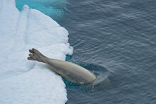 Disappearing Seal From An Iceberg