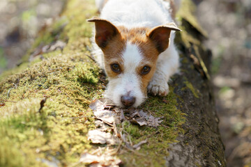 The dog laid her head on a mossy log in forest. Funny jack russell terrier. Pet in nature, sunset