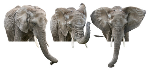 Elephants on White Background