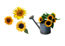 Sunflower In A Vase Isolated