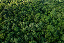 Aerial View Of Dark Green Forest Abundant Natural Ecosystems Of Rainforest. Concept Of Nature  Forest Preservation And Reforestation.
