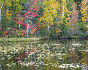 Wall Mural - The colors of an autumn forest reflected in the calm surface of a Northwoods wetland pool.