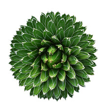 Top View Of Agave Victoria Reginae, Queen Victoria Agave, Royal Agave On White Background