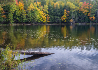 Wall Mural - A Northwoods forest in peak autumn color lines the shoreline of a secluded lake..  Vilas County, WI.