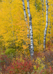 Wall Mural - Birch trunks punctuate the vivid autumn colors in a Northwoods forest in October.