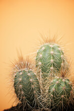 Close-up Of Cactus Over Beige Background