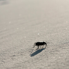 Close-up Of A Little Black Beetle Crawls Over White Sands