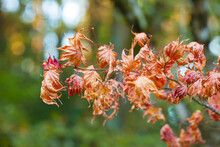 Shriveled Colorful Leaves On A Vine Maple Tree.