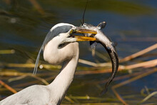 A Blue Heron Catches A Fish