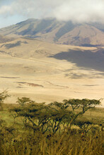 Acacia Trees On A Hillside In The Ngorongoro Conservation Area Near Arusha, Tanzania.