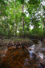 Wall Mural - A creek flowing deep in the lush rainforest close to the Guaporé-Itenez river, near the Fazenda Laranjeiras farm, Rondonia state, Brazil, on the border with Beni Department, Bolivia