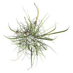 Wall Mural - wild field grass, top view, isolated on a transparent background, 3D illustration, cg render