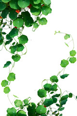 Wall Mural - green leaves isolated