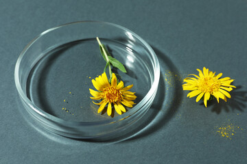 Petri dish with flowers on dark grey background, closeup