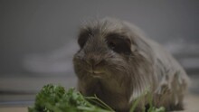 A Close Up Of A Long Haired Guinea Pig Eating