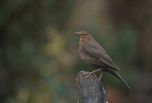 Female Blackbird In Winter Time