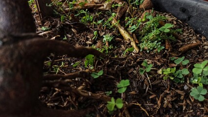 wild plants growing around tree trunks in pot.