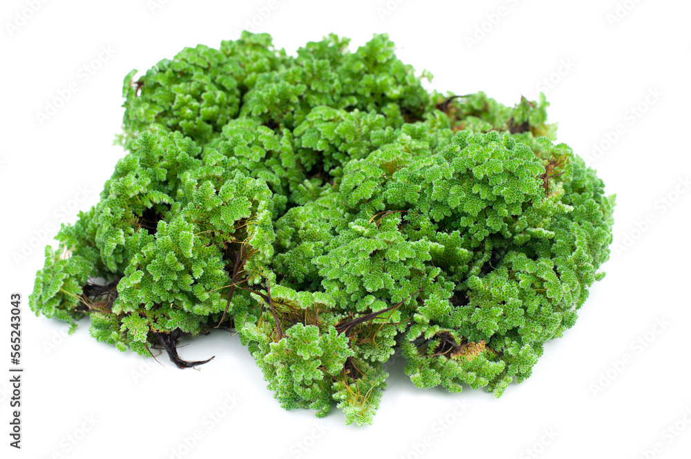 Green floating Azolla Pinnata (Azolla microphylla) isolated on white background. Used as an ingredient in animal feed.